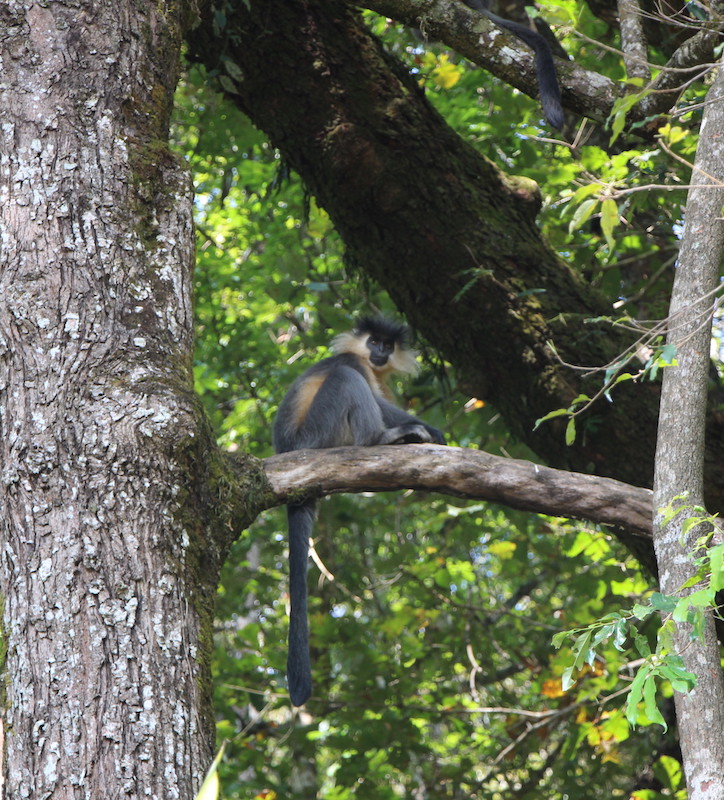 golden langur in eastern Bhutan